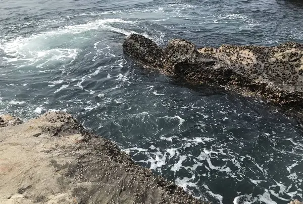 江の島の写真・動画_image_268661