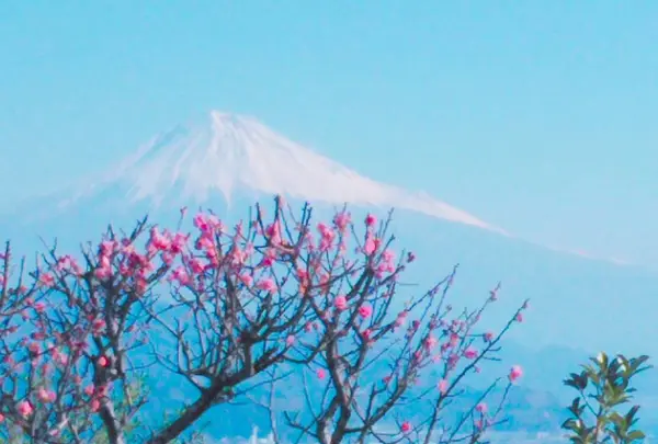 日本平ホテルの写真・動画_image_268777