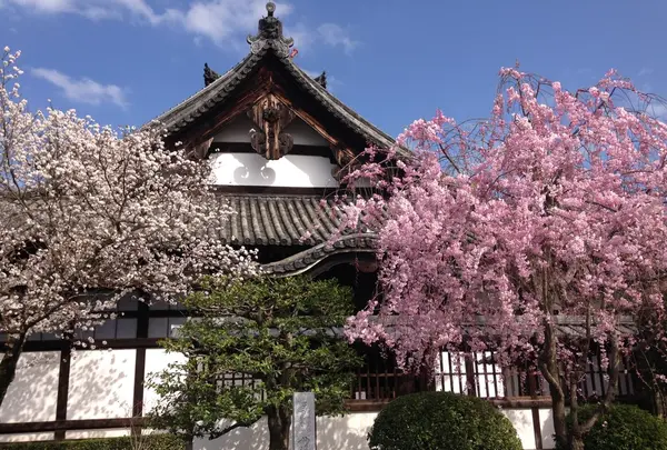 妙法院の門から入って正面にある桜。