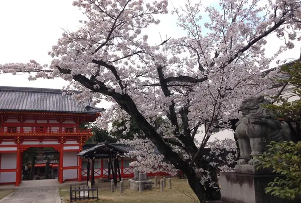 狛犬と桜