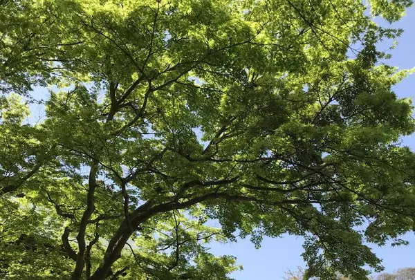 円覚寺の写真・動画_image_270755