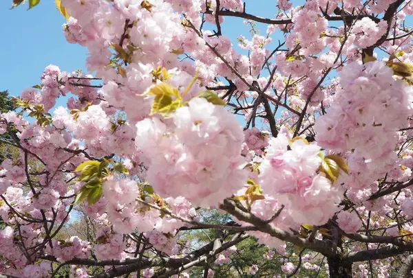 兼六園の写真・動画_image_270903