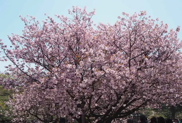 兼六園の写真・動画_image_270906