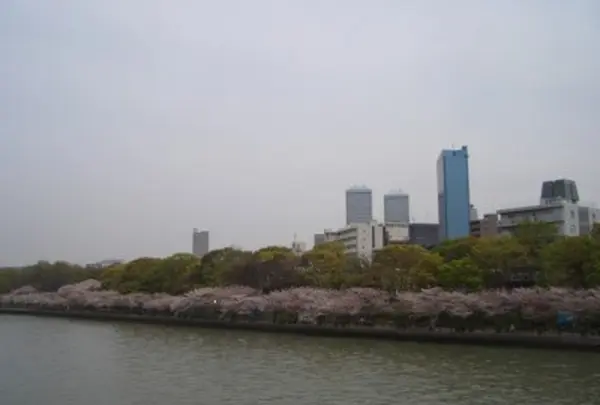 川の上から桜並木