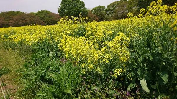 国営昭和記念公園の写真・動画_image_271342