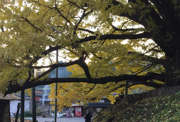下城の大イチョウの写真・動画_image_271441