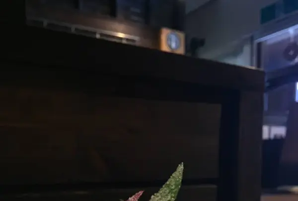 洋食屋三代目吉井商店の写真・動画_image_271469