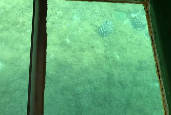 足摺海底館の写真・動画_image_271698