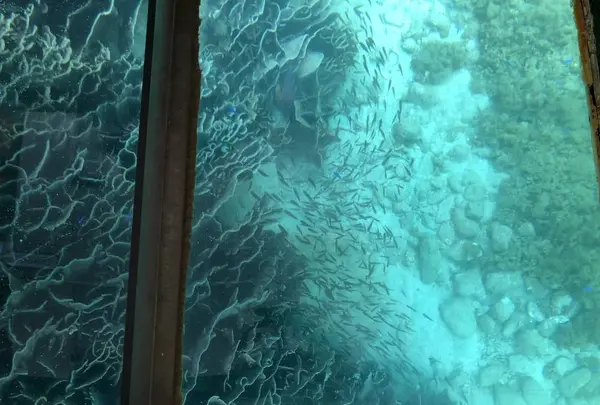 足摺海底館の写真・動画_image_271701