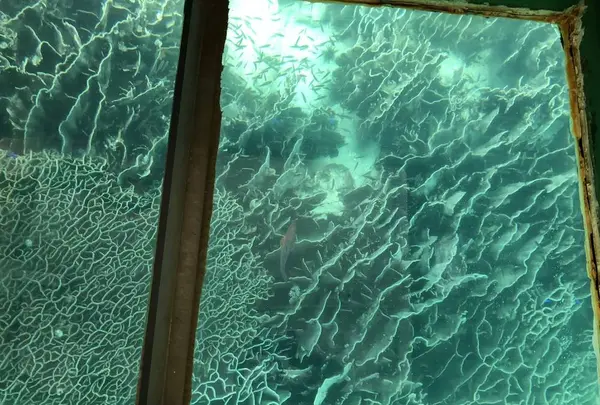 足摺海底館の写真・動画_image_271702