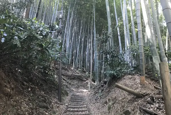 田浦梅の里の写真・動画_image_271926