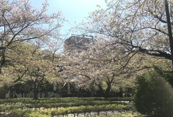 ヴェルニー公園の写真・動画_image_271943