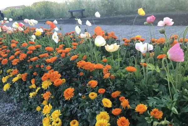 長井海の手公園ソレイユの丘の写真・動画_image_271956