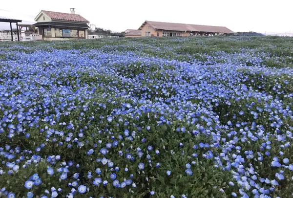 長井海の手公園ソレイユの丘の写真・動画_image_271964
