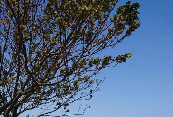 道の駅 いぶすき「彩花菜館」の写真・動画_image_272165
