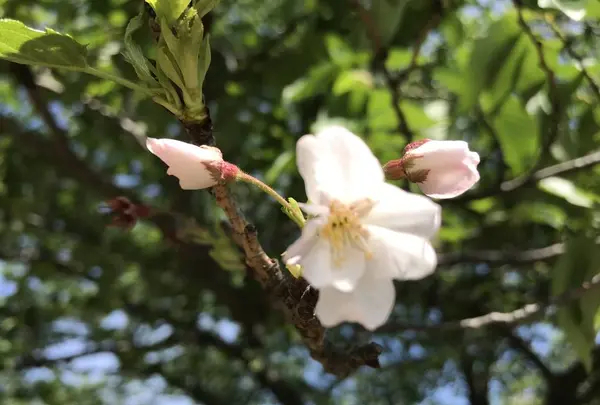 地蔵王廟の写真・動画_image_272560