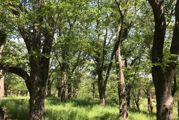 地蔵王廟の写真・動画_image_272570