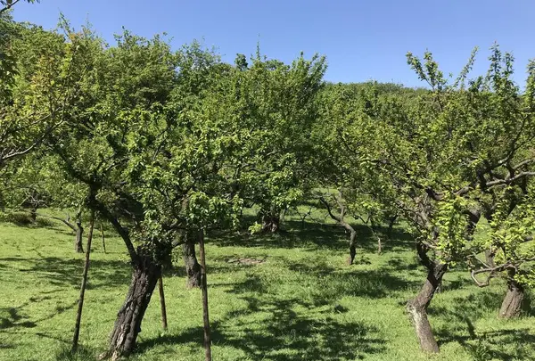 地蔵王廟の写真・動画_image_272582