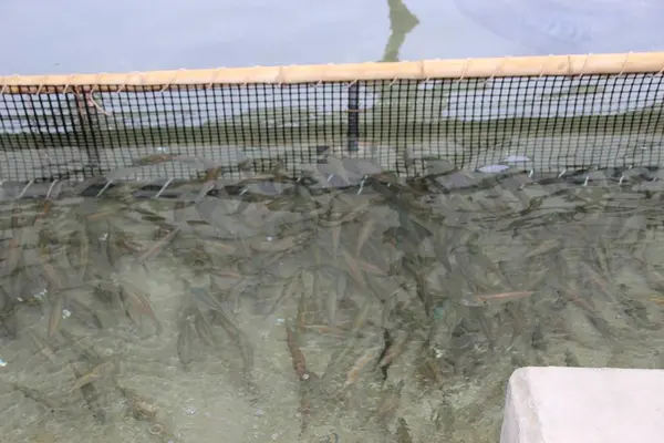 海ほおずきの写真・動画_image_273286
