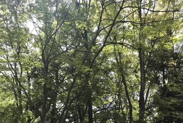 洞峰公園の写真・動画_image_273617