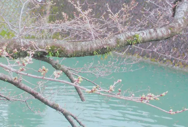 駿府城公園の写真・動画_image_273735