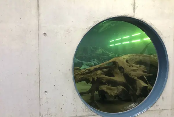 魚津埋没林博物館の写真・動画_image_273743