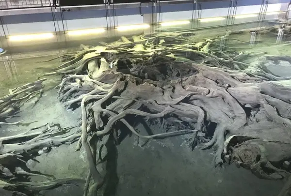 魚津埋没林博物館の写真・動画_image_273745