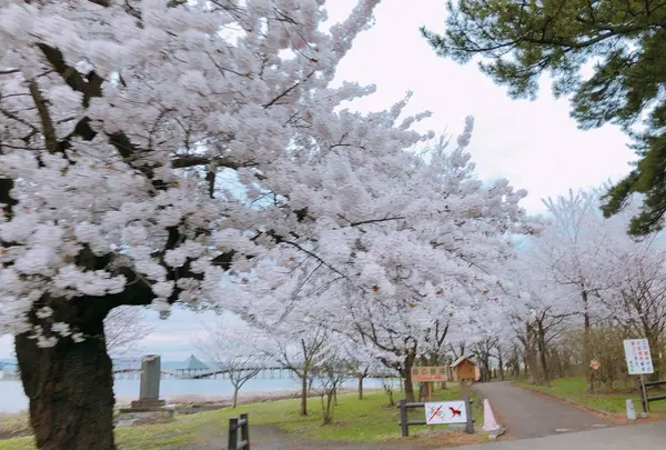 鶴の舞橋の写真・動画_image_273987