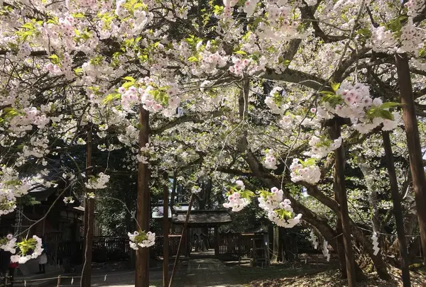 伊佐須美神社の写真・動画_image_274003
