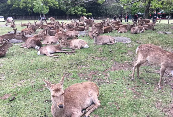 奈良公園の写真・動画_image_274210