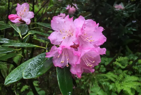 中野不動尊の写真・動画_image_274220