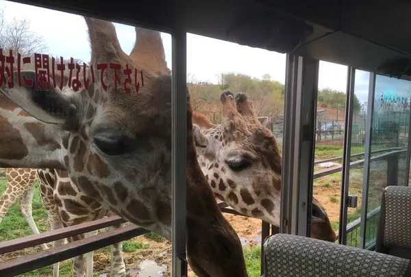 東北サファリパークの写真・動画_image_274229