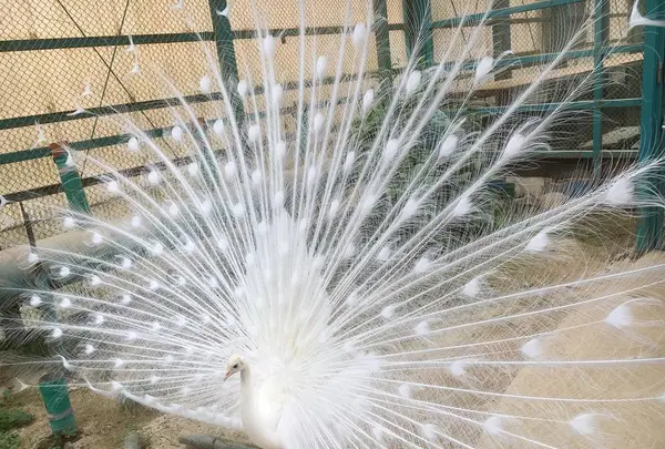 東北サファリパークの写真・動画_image_274231