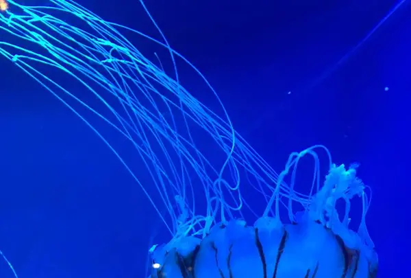 京都水族館の写真・動画_image_274233