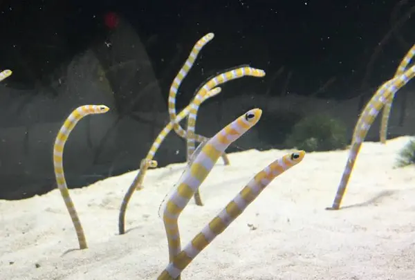 京都水族館の写真・動画_image_274234