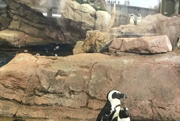 京都水族館の写真・動画_image_274235