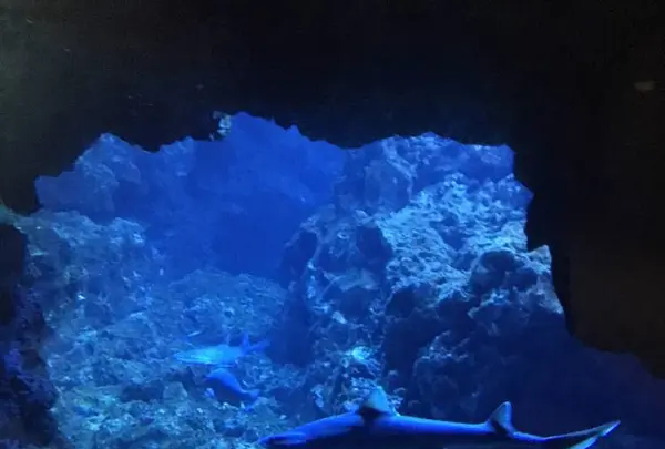 京都水族館の写真・動画_image_274236