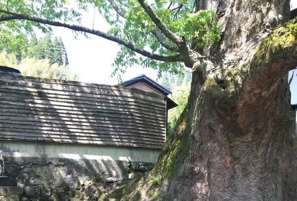 水源けやきの写真・動画_image_274347