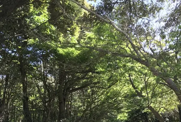 鎌倉文学館の写真・動画_image_274641