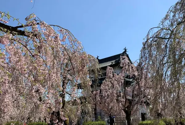 弘前公園の写真・動画_image_274833