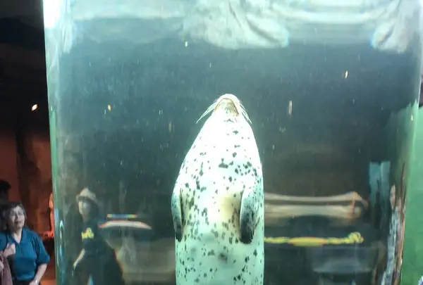 旭川市 旭山動物園の写真・動画_image_275511