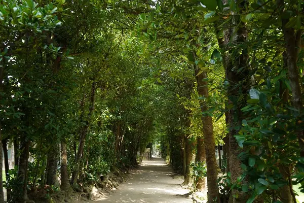 備瀬のフクギ並木の写真・動画_image_276461