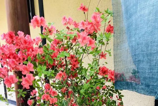 石心の写真・動画_image_277160