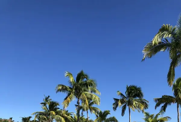 Six Senses Fijiの写真・動画_image_277702