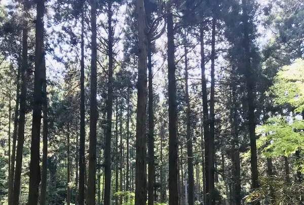 御岩神社の写真・動画_image_277826