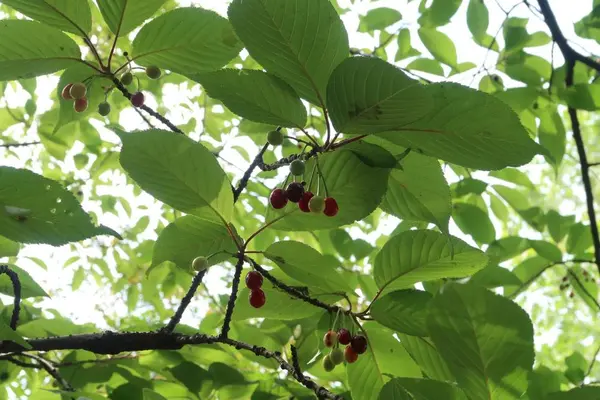 木場公園の写真・動画_image_277909