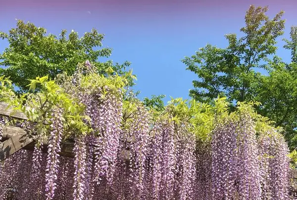 ローザンベリー多和田の写真・動画_image_278114