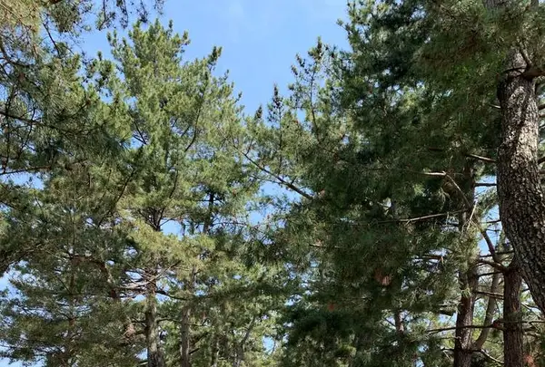 法隆寺の写真・動画_image_278957