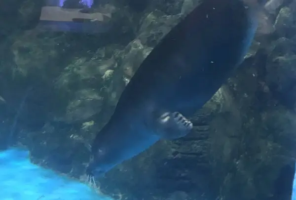 新屋島水族館の写真・動画_image_279380