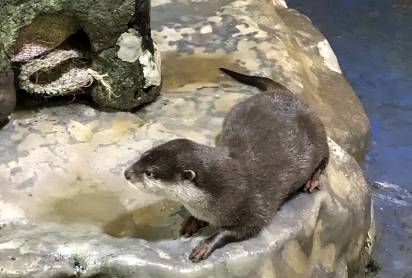 新屋島水族館の写真・動画_image_279383